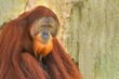 Bornean Orangutan (Pongo pygmaeus) looking at the camera, portrait, close-up