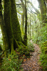 Fototapeta rainforest trail