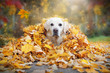 canvas print picture - Golden Retriever schaut aus gelben Blättern im Herbst