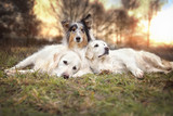 Fototapeta Pokój dzieciecy - Drei Hunde liegen entspannt auf einer Wiese