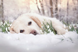Fototapeta Pokój dzieciecy - Golden Retriever liegt im Schnee zwischen Schneeglöckchen