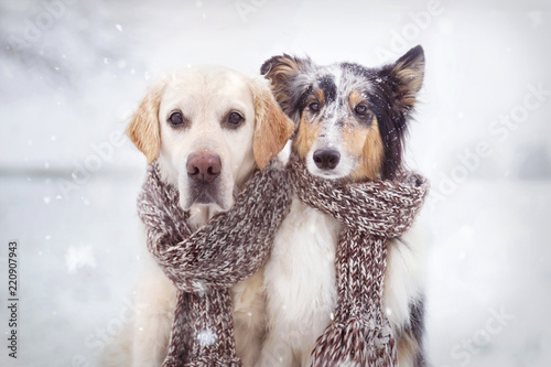 Plakat Dwa psy siedzą obok siebie na śniegu z szalikiem