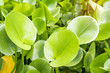 green composition with green leafs of Eichhornia Crassipes