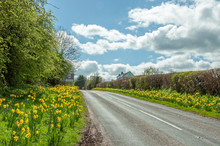 Daffodils By The Roadside In The English Countryside.