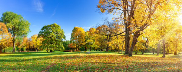 trees with multicolored leaves in the park