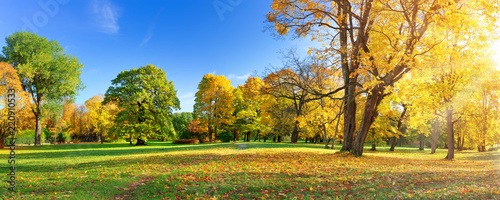 Cuadros en Lienzo trees with multicolored leaves in the park