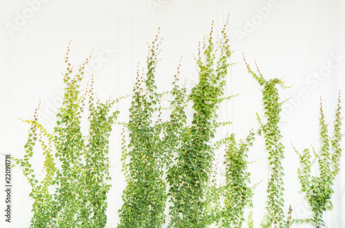 Fotografía Ivy leaves isolated on white wall