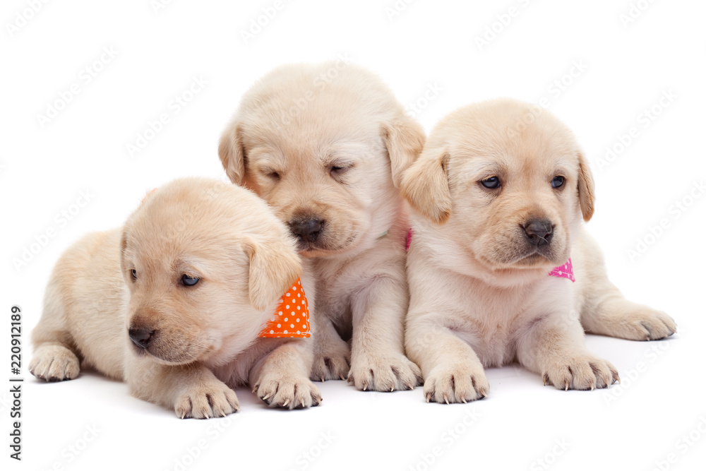 Three labrador puppy girls showing their adorable look - obrazy, fototapety, plakaty 