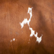 © ahavelaar - pattern on red and white hide on side of cow