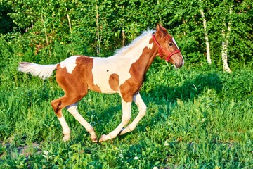 Beautiful bay foal run gallop on spring green pasture