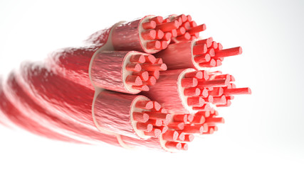 muscle type: skeletal muscle - cross section through a muscle with visible muscle fibers - 3d render