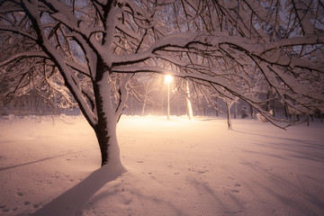 Night winter landscape. Snowy alley of city illuminated park