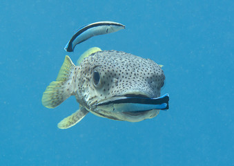 Porcupine pufferfish (diodon hystrix) being cleaned by two cleaner fish (labroides dimidiatus) at cleaning station , Bali, Indonesia