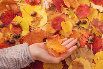 Poster - maple leaf in hand outdoor