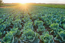 Cabbage Plantations Grow In The Field. Vegetable Rows. Farming, Agriculture. Landscape With Agricultural Land. Crops