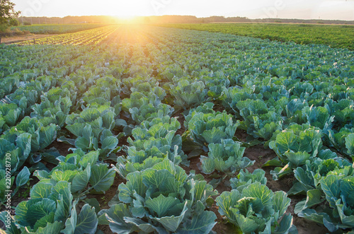 Fotografía cabbage plantations grow in the field