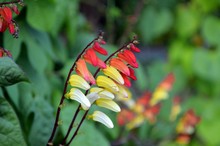 Colorful (white Yellow, Red) Flowers Of Ipomoea Lobata
