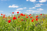 Fototapeta Kwiaty - Summer flowers close-up. Amazing blue sky and colorful meadow flowers. 