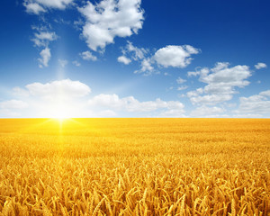 Poster - Wheat field and sun