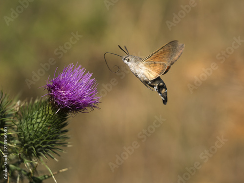 Fotografie, Obraz Ein bunter Schmetterling fliegt zu einer violett blühenden Blume.