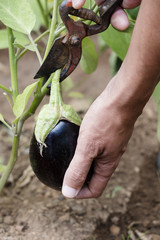 Wall Mural - young man picking an eggplant from the plant