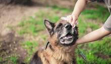Treatment Of The Eyes In A Dog. Mistress Wipes The German Shepherd's Eyes. Wind Power.