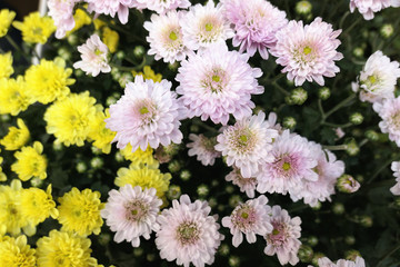 Wall Mural - yellow and pink chrysanthemums flowers in full frame natural background. autumn plants