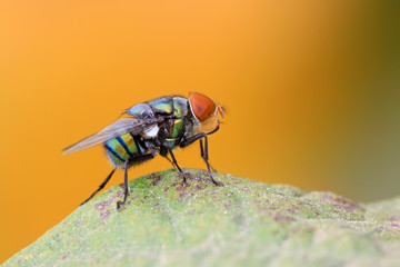 red headed flies