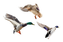 Three Flying Mallard Ducks Isolated On White