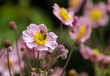 Warm color outdoor floral image of a blooming pink autumn anemone blossom with buds and a bee taken on a hot sunny summer day with natural blurred background