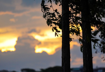 Wall Mural - Silhouette of tree at sunset, vintage forest summer dark black and orange color.