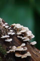 Wall Mural - mushroom herb and vegetarian in fresh forest