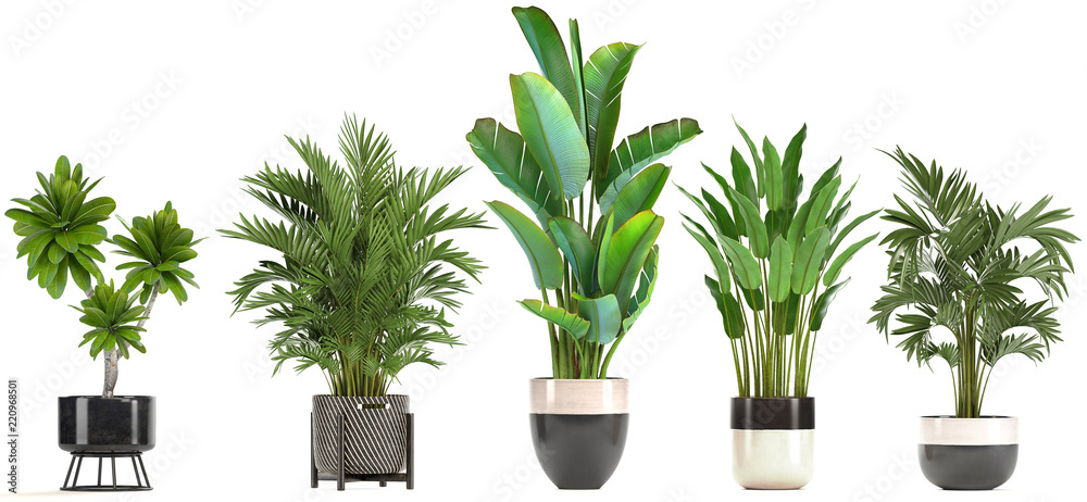 collection of ornamental plants in pots - obrazy, fototapety, plakaty 