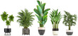 Leinwanddruck Bild - collection of ornamental plants in pots