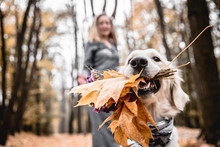 Fun Walking In The Autumnal Park. Cropped Image Of Golden Retriever Is Holding A Bouquet When His Owner In The Background.