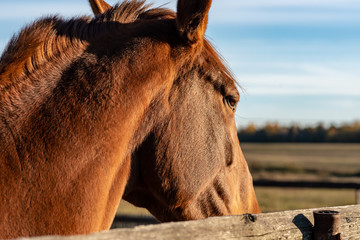 Poster - village horse image