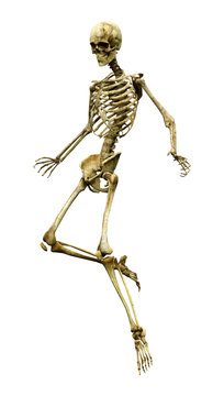 3D Rendering Human Skeleton on White