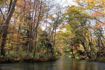  奥入瀬渓流