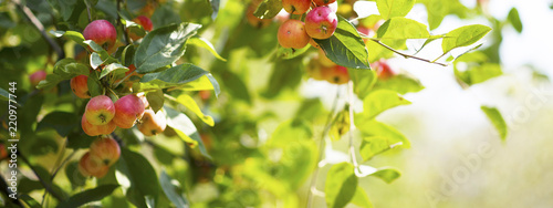Cuadros en Lienzo ripe red apples on branches with green leaves