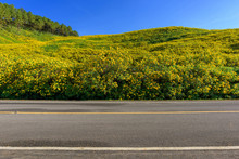 Asphalt Road And Flower Field On Blue Sky In Thailand