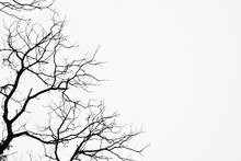 Silhouette Of A Leafless Tree Isolated On White Background