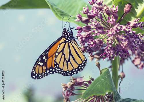Monarch butterfly  on pink swamp milkweed flowers