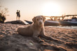 Perro en el atardecer en una playa de Indonesia
