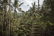 Arrozales en la selva de Indonesia