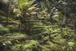 Terrazas de arrozales en la selva de Indonesia