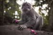 Macaco en la jungla de Indonesia
