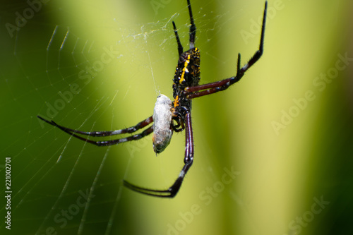 Hawaiian Garden Spider And Lunch Buy This Stock Photo And