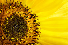Close Up Macro Photography Yellow Sunflower Pollen.