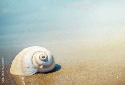 Sea shell on the sea and sandy beach blurred background. Write Your Text Here.