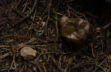 Lycoperdon Perlatum, Popularly Known As The Common Puffball, Warted Puffball, Gem-studded Puffball, Or The Devil's Snuff-box, Is A Species Of Puffball Fungus In The Family Agaricaceae. Rila Mountain, 